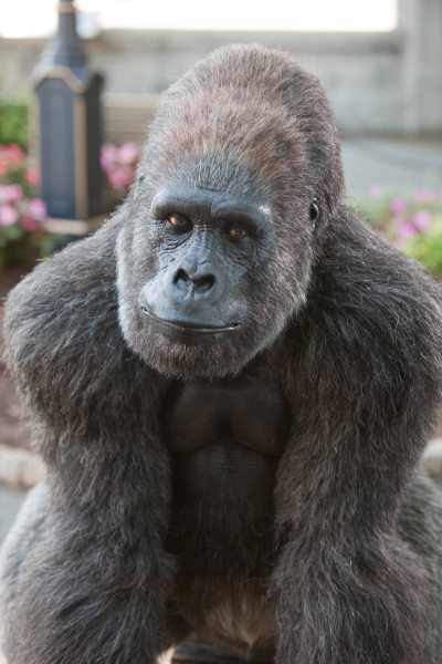 A gondozoo borítókép