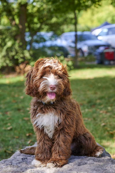 A legtökéletesEB borítókép