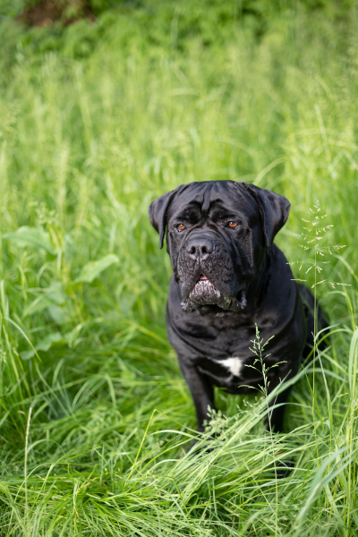 A palackba zárt szellem borítókép