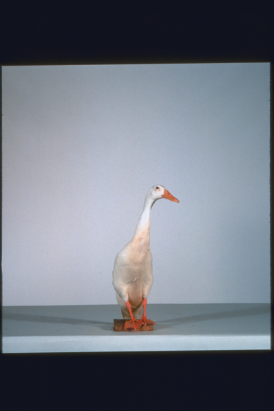 Babe 2. - Kismalac a nagyvárosban borítókép