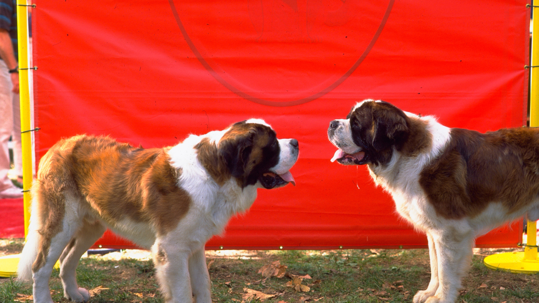 Beethoven 4. borítókép