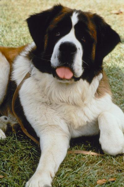 Beethoven borítókép