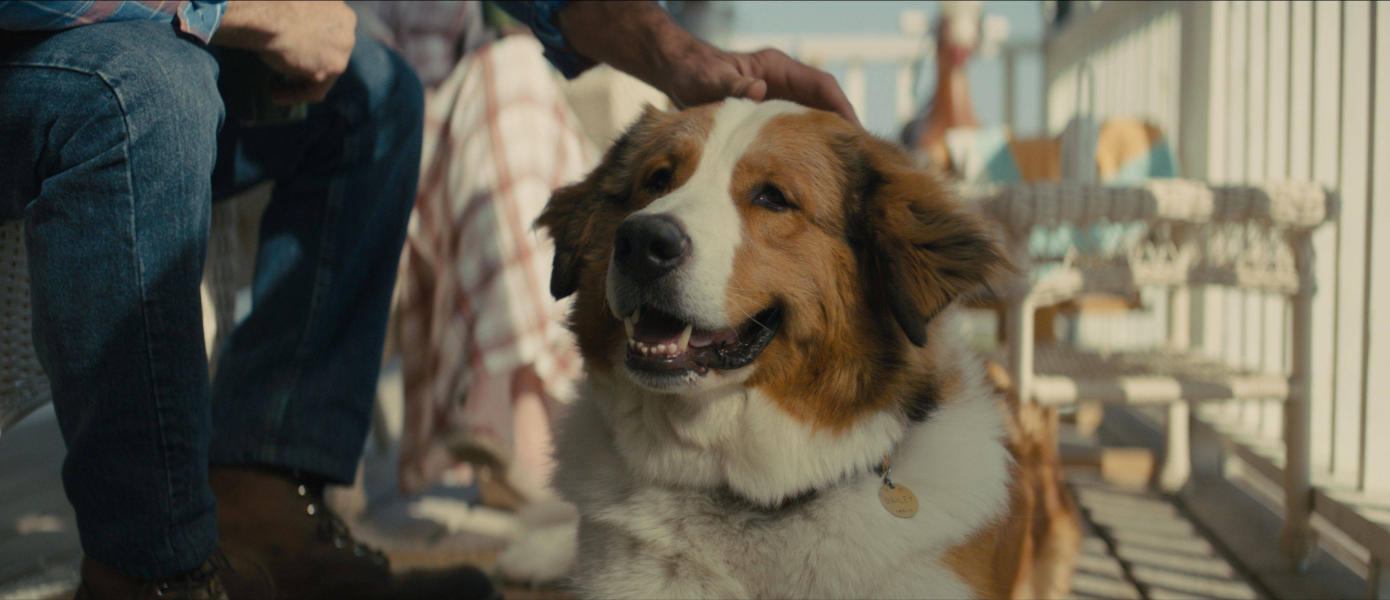 Egy kutya négy útja borítókép