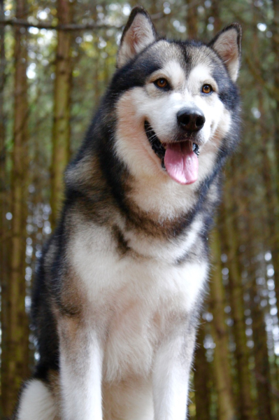 Elveszve a vadonban 4. - Hazatérés borítókép