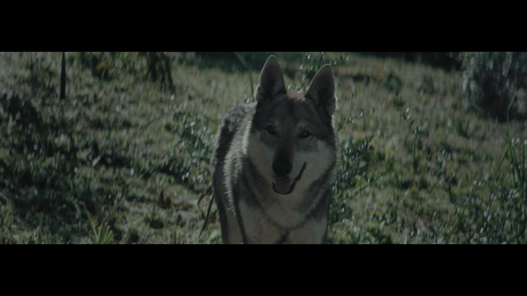 Ferocious Wolf borítókép