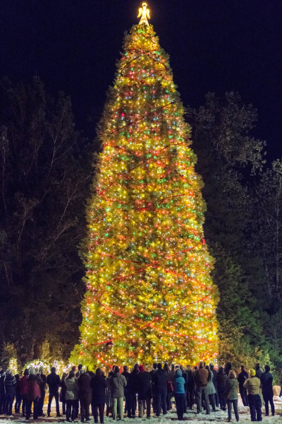 Karácsony kisasszony és a tökéletes fenyőfa borítókép