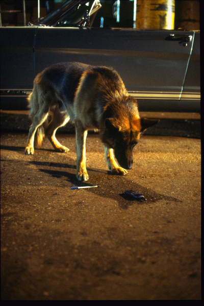 Kutyám, Jerry Lee 3. borítókép