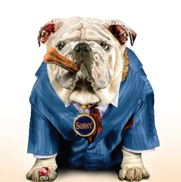 Sonny, a gengszterkutya kalandjai borítókép